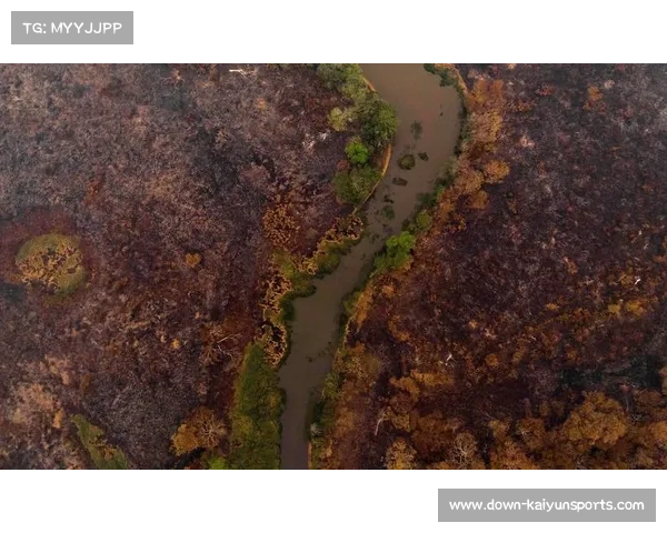 加蓬雨林球场照明引发生态争议:生态学家警告光污染威胁物种 加蓬雨林球场照明引发生态争议:生态学家警告光污染威胁物种